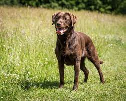 What Is The Average Lifespan Of A Labrador Retriever Neeness