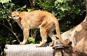 Khao Kheow Open Zoo