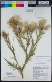Image result for Cirsium  buchwaldii