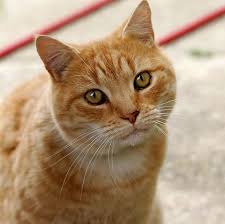 Jpg (or jpeg), is a popular file format used for images and graphics—especially on the internet. File Cat03 Jpg Wikimedia Commons