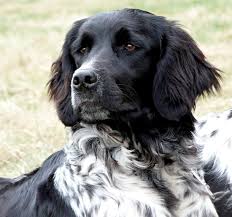 Image result for Velký münsterlandský ohař