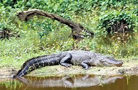 Alligator Texas Parks Wildlife Department