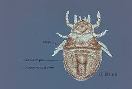 One of two species, the other being leptotrombidium deliensis ( t. Mite Infestations Mcclain 2009 Dermatologic Therapy Wiley Online Library