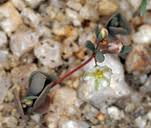 Image result for Hypertelis umbellata