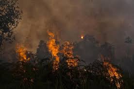 The results from this research were shared with the united nations climate. Authorities Turn A Blind Eye To Illegal Burning The Borneo Project