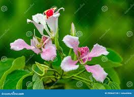 Image result for Bauhinia monandra