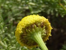 Image result for Pentzia