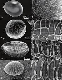 Image result for Eriocaulon cinereum