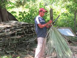 What i really like about old palm thatch roofs is that they make wonderful palm thatch mulch. Building In Nicaragua Palm Fronds For The Thatch Roof Hip E Habitat