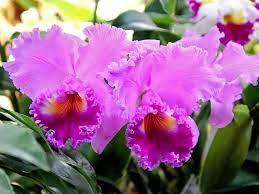 Cattleya Orchids Different Types How To Grow And Care Florgeous In 2021 Cattleya Orchid Orchid Varieties Orchid Wallpaper