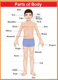 Looking for tamil name for your newborn? Human Body Parts Tamil And English Female Parts Of Body Name In English Body Parts Learn Tamil Learn Human Body Parts Jovan Baswara