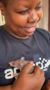 It's #FullCheekFriday and you know what that means 🤩 — HeroRAT Herman is  stuffing those adorable cheeks to the max! But which is his favorite  snack?...