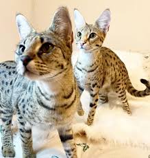 Why buy a kitten for sale if you can adopt and save a life? Craigslist Savannah Pets