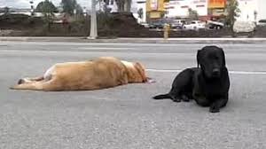 Loyal Dog Braves Highway To Remain By Fatally Struck Dog S Side Dead Dog Dogs Loyal Dogs