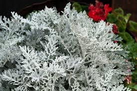 Image result for Senecio mariettae