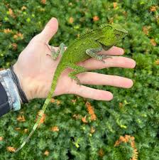 Image result for Dignathia gracilis