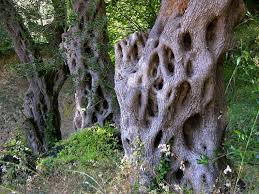 Image result for Olea chimanimani