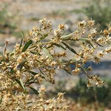 Image result for Pechuel-Loeschea leubnitziae