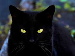 You've got one heck of a fighter as a pet, and whether you want to honor your cat's excellent survival instincts, tough exterior, or plucky attitude, the name has. Badass Names For Black Cats Pethelpful By Fellow Animal Lovers And Experts