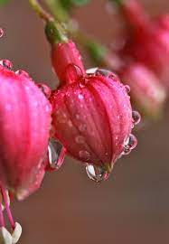 Raindrops On My Fuchsia Photo By R Meyer Dew Drop Photography Flower Scent Pretty Flowers