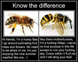 Honey Bee Vs A Wasp Wasp Bee Honey Bee