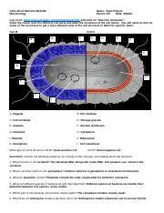 We did not find results for: Bacteria Web Ws Doc Cells Alive Bacteria Web Ws Microbiology Name Ryan Poquis Period 3 4 Date Log On To Http Www Cellsalive Com Cells Bactcell Htm And Course Hero