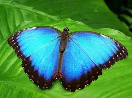 What Does It Mean When You See A Butterfly Spiritual Meaning Blue Morpho Butterfly Butterfly Pictures Morpho Butterfly