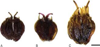 Image result for Alepidea amatymbica