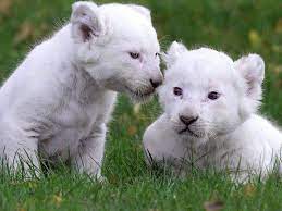 Baby White Lion Funny Wallpapers Hd Cute Animals Puppies White Lion Cute Baby Animals