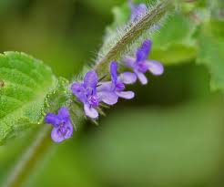 Image result for Mesosphaerum suaveolens