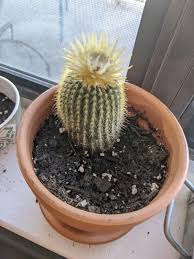 Do certin types of cactus require more or less watering if you could also provide me with a good web page on catcus care that would be great. U1gidwrdybo44m