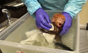 Don't touch my fruit basket. Quy Bau The Monkey Enjoys A Refreshing Bath Daily Mail Online