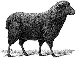Black And White Sheep Drawing Black Sheep Illustration Sheep Illustration Black Sheep Tattoo Black Sheep