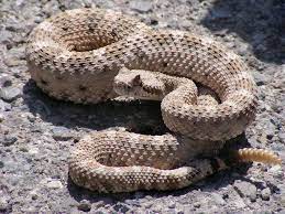 Calabasas Warns To Watch Out For Rattlesnakes On The Holiday Weekend Snake Rattlesnake Facts For Kids