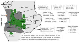 Image result for Anisophyllea quangensis