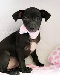 Tee is a 1 yr old, 10 lb chihuahua mix. Pin On Adopt A Chihuahua