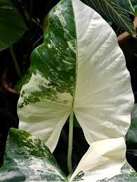 Alocasia Variegated Upright Elephant Ear Variegata Alocasia Macrorrhizos Plants Alocasia Plant Backyard Plants