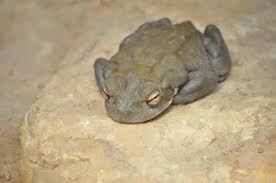 Maybe you would like to learn more about one of these? Zootierlistehomepage