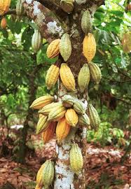Cacao Pods On Tree Trunk In Various Stage Of Ripening Arbre A Chocolat Theobroma Cacao Feve De Cacao