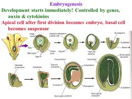 We did not find results for: Plant Growth Development 3 Stages 1 Embryogenesis Fertilization To Seed Ppt Download