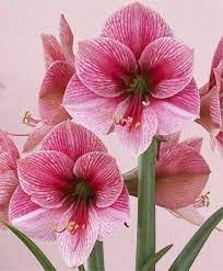 Amaryllis Purple Rain 15822619 361647507542000 4743088979954765192 N Jpg 480 580 Bulb Flowers Amaryllis Flowers Amaryllis