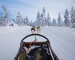 For shorter distances, sled dogs may average 10 to 14 miles per hour during the course of a day of mushing. How To Get The Most Out Of Dog Sledding In Norway Or Sweden Outdoortrip