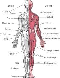 Nerves around a muscle can signal the muscle to move. Muscles Bone Joint And Muscle Disorders Human Muscle Anatomy Muscular System Anatomy Musculoskeletal System