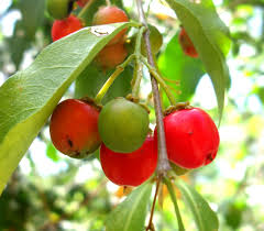 Image result for Malpighia