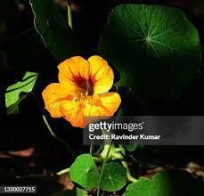 Image result for Tropaeolaceae