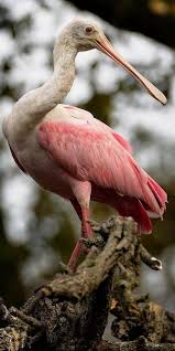 Pin By Liveyourdreams On Swans Flamingos Spoonbills In 2020 Roseate Spoonbill World Birds Beautiful Birds