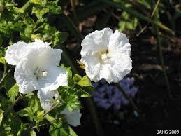 Image result for Hibiscus syriacus Violet Clair Double