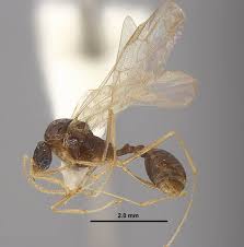 Image result for Arthropteris anniana