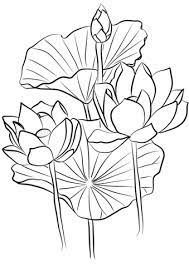 Sacred Lotus Nelumbo Nucifera Coloring Page Lotus Flower Drawing Lotus Art Lotus Flower Art