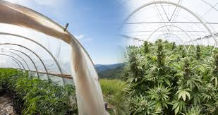 Gärtnern auf dem balkon, ideen für pflanzen auf dem balkon, gemüse auf dem balkon anbauen, naschbalkon, gemüse anbauen, gemüse im pflanzkübel anbauen, gemüse anbauen balkon. Cannabis Im Gewachshaus Anbauen Sensi Seeds